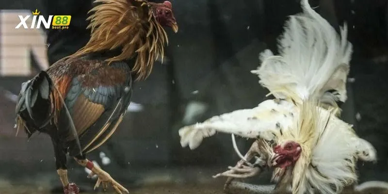 Cách thức tổ chức trận đấu đá gà cựa dao