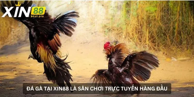 Đá gà XIN88 là sân chơi trực tuyến hàng đầu