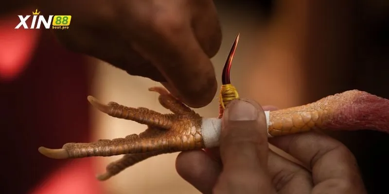 Một số hình thức cược cựa sắt phổ biến hiện nay